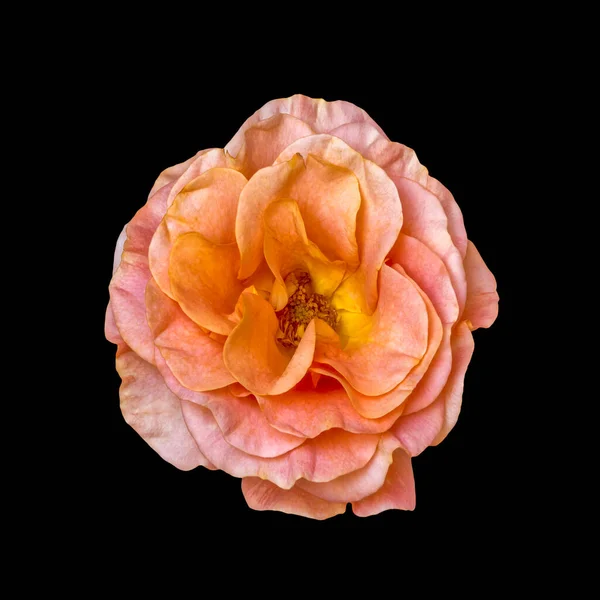 Rosa Orange Gelb Rosenblüten Makro Auf Schwarzem Hintergrund Stilleben Vintage — Stockfoto