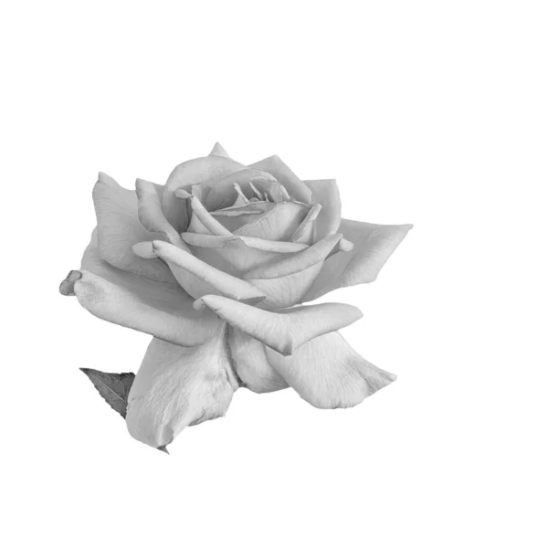 Fleur Rose Blanche Monochrome Avec Des Feuilles Macro Sur Fond — Photo