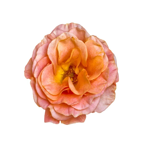 Rosa Arancio Giallo Rosa Fiore Con Foglia Macro Sfondo Bianco Foto Stock
