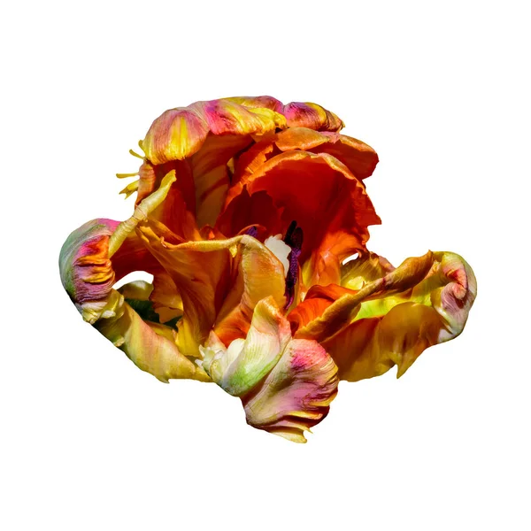 白色背景上单个孤立的彩色鹦鹉郁金香的超现实宏观画像 免版税图库图片