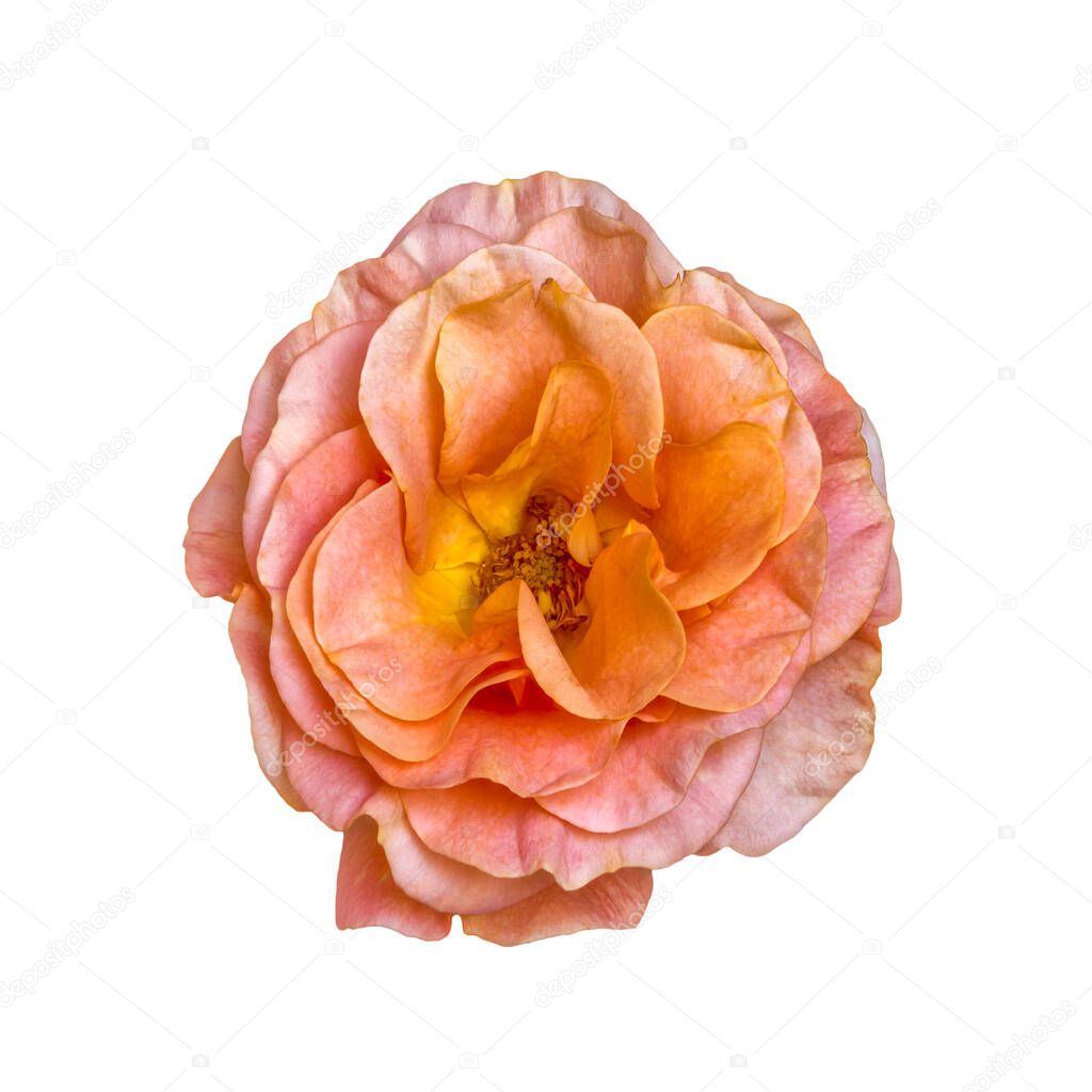 pink orange yellow rose blossom with leaf macro on white background in vintage painting style