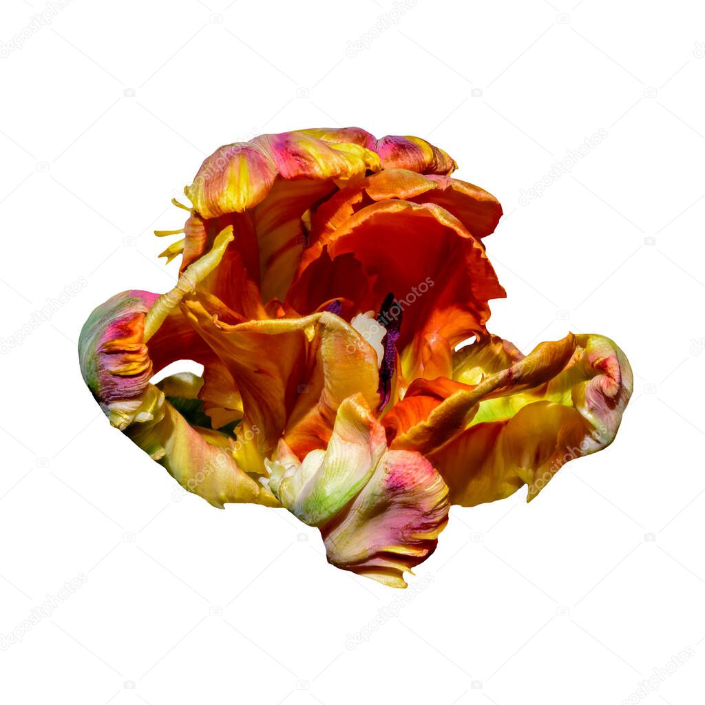 surrealistic macro portrait of a single isolated colorful parrot tulip on white background