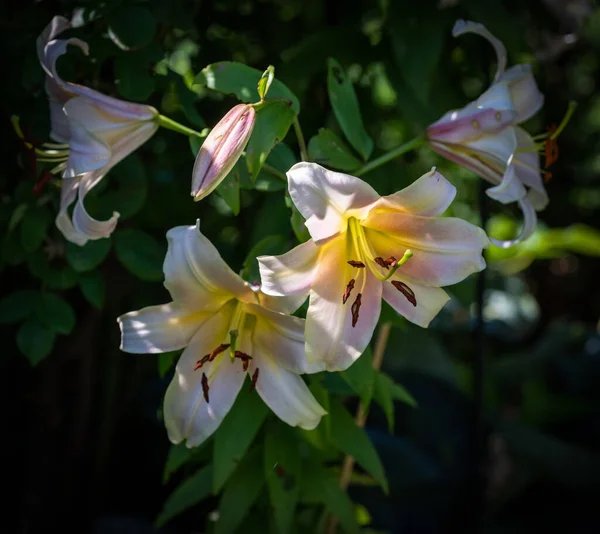 Εξωτερική Floral Χρώμα Μακροεντολή Ενός Μεμονωμένου Ηλιοφωτισμένο Λευκό Κίτρινο Λουλούδι — Φωτογραφία Αρχείου