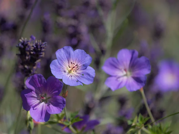 Színes Kültéri Virágos Kép Egy Bokor Széles Lila Kék Muskátli — Stock Fotó