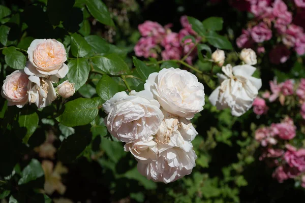 オレンジ色の白いバラの花が咲く自然夏の庭の背景明るい日差し — ストック写真