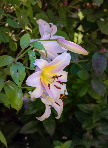 采光的白色粉红百合花的室外花色宏及自然模糊的绿色花园背景上的花蕾 — 图库照片