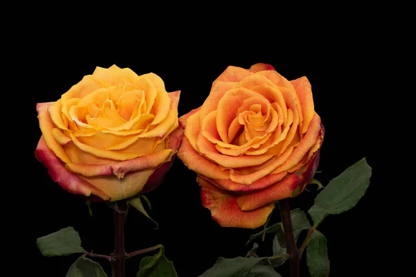 Jaune Orange Rouge Rose Paire Fleurs Macro Avec Des Feuilles — Photo