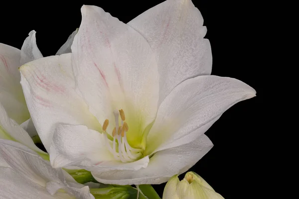 Izolált Fehér Fényes Rózsaszín Véna Amaryllis Központ Szív Virágzás Makró Stock Kép