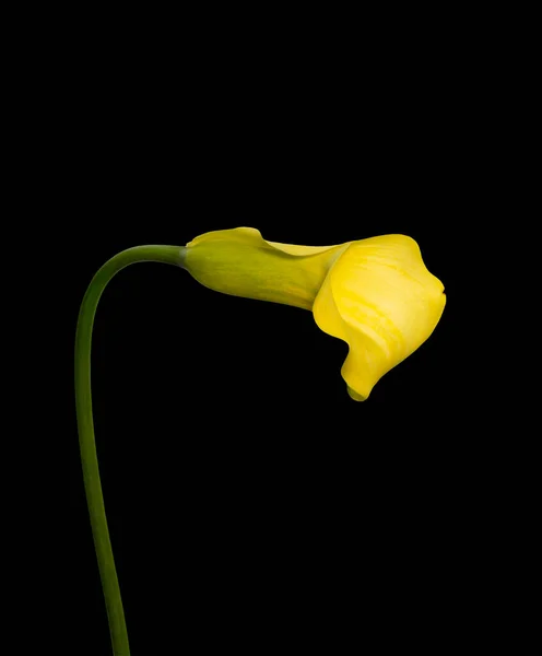 Isolated Yellow Bent Calla Black Background Fine Art Still Life — Stock Photo, Image