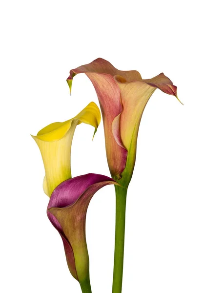 Trio Isolé Fleurs Calla Jaune Rouge Fond Blanc Macro Couleur — Photo