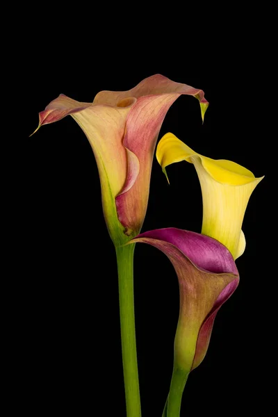 Trio Touchant Fleurs Calla Orange Jaune Rouge Fond Noir Macro — Photo