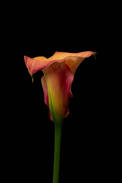 Siyah Zemin Üzerinde Izole Edilmiş Turuncu Kırmızı Calla Çiçeği Güzel — Stok fotoğraf