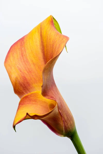 Isolated Orange Red Calla Blossom White Background Fine Art Still — Stock Photo, Image