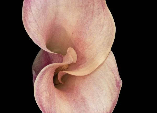 Bright Pastel Violet Orange Calla Blossom Macro White Background Fine — Stock Photo, Image