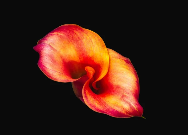 Siyah Arkaplanda Parlak Kırmızı Bir Kalla Çiçeği Güzel Sanatlar Hala — Stok fotoğraf