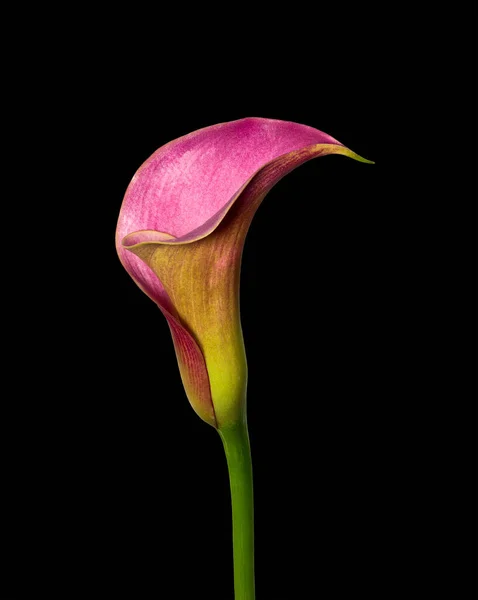 Fleur Calla Violette Isolée Sur Fond Noir Macro Couleur Fine — Photo