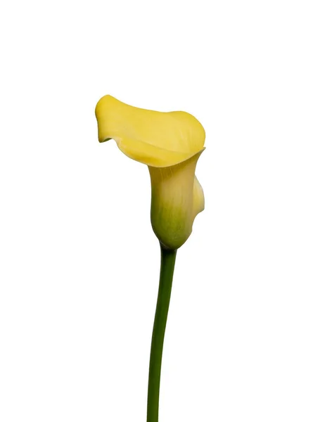 Isolated Bright Shining Yellow Calla Portrait White Background Fine Art — Stock Photo, Image