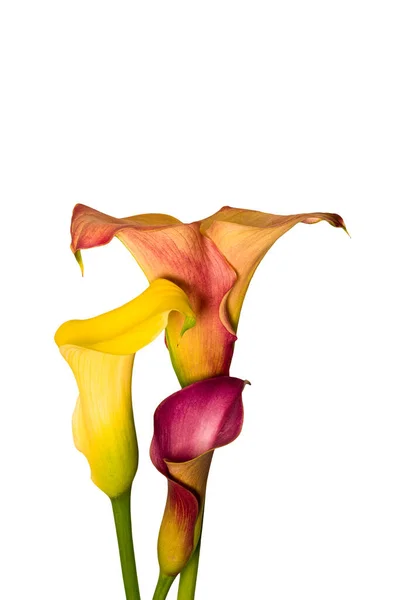 Trio Touchant Fleurs Calla Orange Jaune Rouge Fond Blanc Macro — Photo