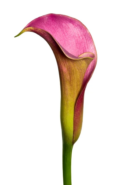 Fleur Calla Violette Isolée Sur Fond Blanc Macro Couleur Fine — Photo