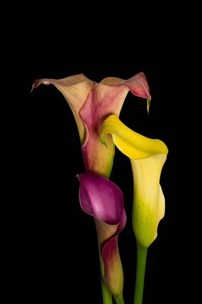 Trio Touchant Fleurs Calla Orange Jaune Rouge Fond Noir Macro — Photo