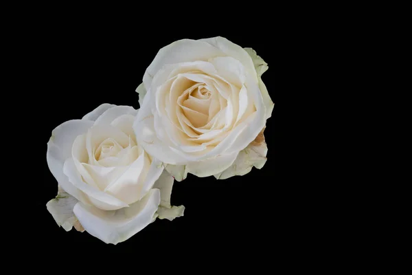 Odizolowana Para Żółtych Białych Kwiatów Róż Makro Czarne Tło Kolor — Zdjęcie stockowe