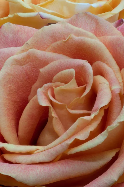 Coração Uma Única Flor Rosa Laranja Isolada Bela Arte Ainda — Fotografia de Stock