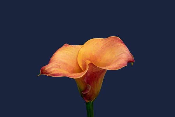 Fleur Calla Rouge Orangée Isolée Sur Fond Bleu Macro Couleur — Photo