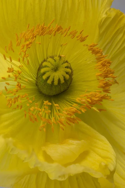 Çiçeksel Güzel Sanatlar Hala Yaşam Rengi Üst Görünüm Makro Tek — Stok fotoğraf