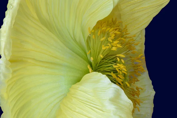 Floral Λεπτή Τέχνη Νεκρή Φύση Χρώμα Πλευρά Άποψη Μακροεντολή Της — Φωτογραφία Αρχείου