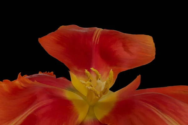 Czerwony Żółty Szeroki Otwarty Tulipan Kwiat Serca Makro Czarnym Tle — Zdjęcie stockowe