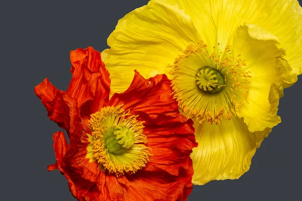 花艺依然生气勃勃 色彩艳丽的一对黄色的红色缎子罂粟花 背景灰暗 质感细腻 免版税图库图片