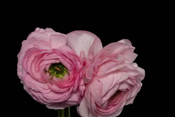 Bellas Artes Bodegón Color Macro Par Flores Buttercup Rosa Conmovedor —  Fotos de Stock