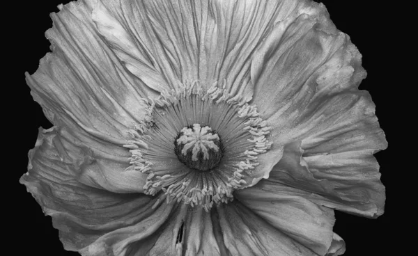 Macro Vue Dessus Monochrome Une Seule Fleur Isolée Pavot Soie — Photo