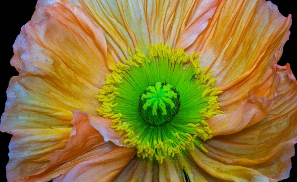 Floral Λεπτή Τέχνη Νεκρή Φύση Χρώμα Top View Μακροεντολή Ενός — Φωτογραφία Αρχείου