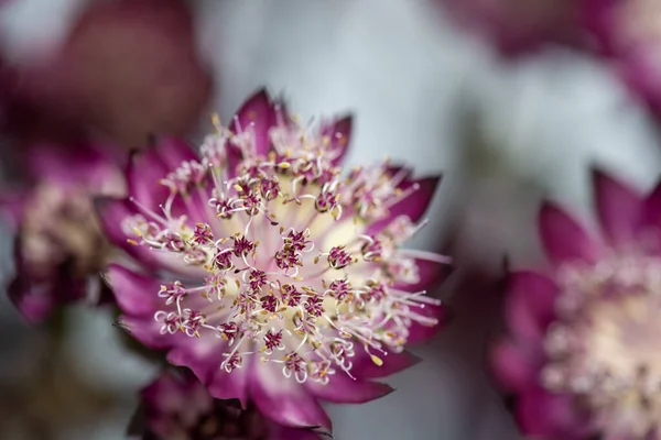 Természetes Makró Lila Asztrantia Virág Elmosódott Háttér Stock Kép
