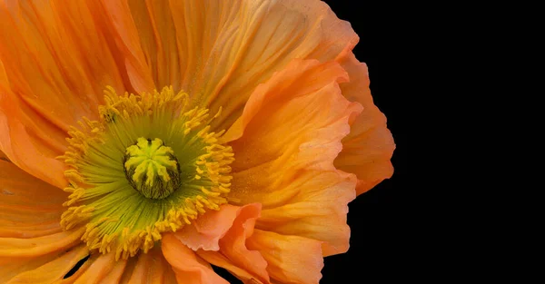 Floral Fine Art Stillleben Farbe Draufsicht Makro Eines Einzigen Isoliert — Stockfoto
