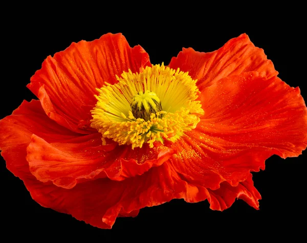 Blommig Konst Stilleben Färg Makro Enda Isolerad Röd Gul Silke — Stockfoto