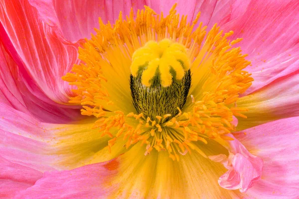 Верхний Вид Макроса Внутреннего Сердца Одного Розового Желтого Цветка Шелкового — стоковое фото