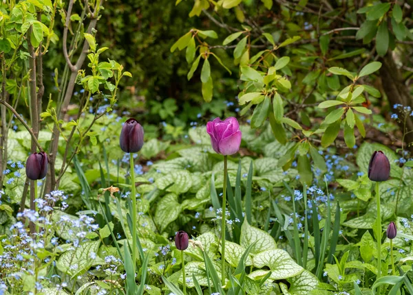 Tulipes Violettes Roses Dans Jardin Vert Naturel — Photo