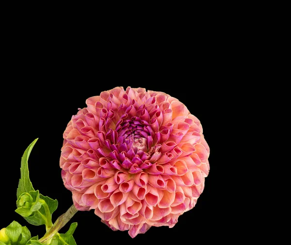 Blommig Konst Stilleben Detaljerad Färg Makro Blomma Bild Enda Isolerad — Stockfoto