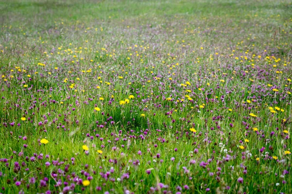 Svenska Sommaräng — Stockfoto