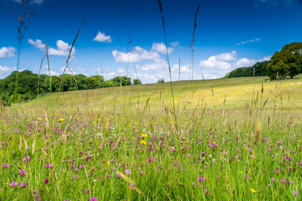 Pré d'été anglais — Photo