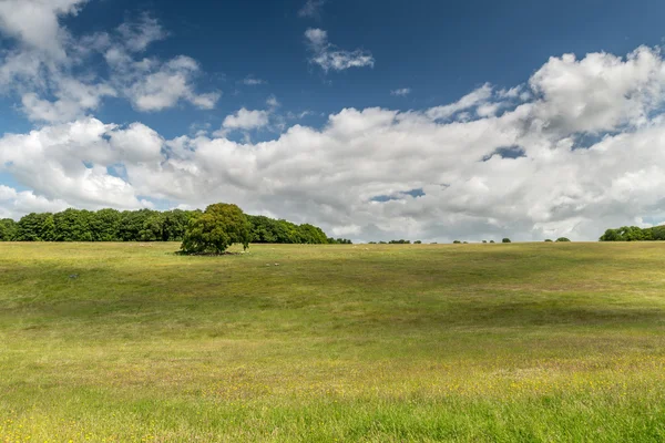 Pré d'été anglais Images De Stock Libres De Droits