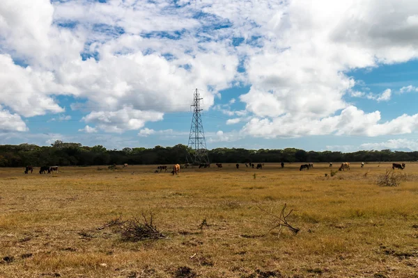 Vacas em campo seco — Fotografia de Stock