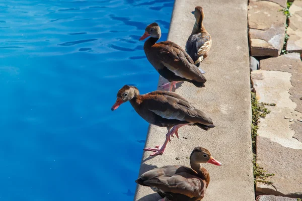 Patos em uma piscina — Fotografia de Stock