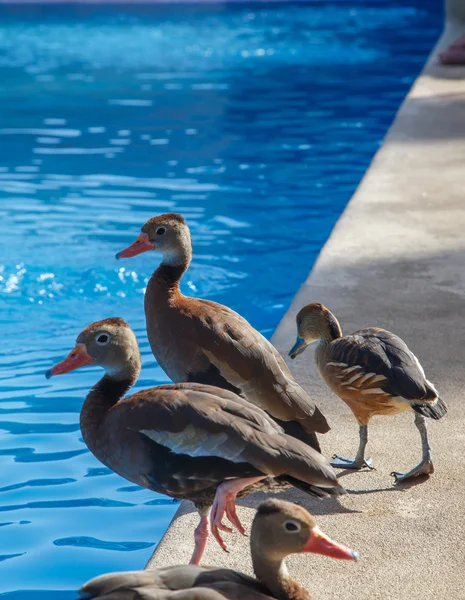 Família pato em uma piscina em detalhe — Fotografia de Stock