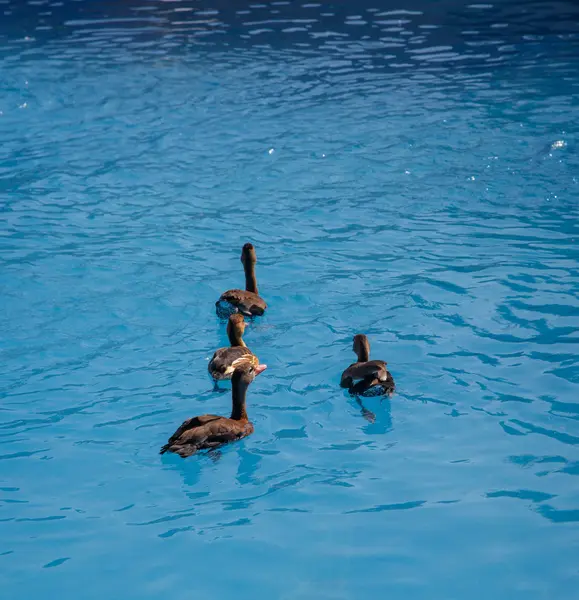 Patos nadando em uma piscina — Fotografia de Stock