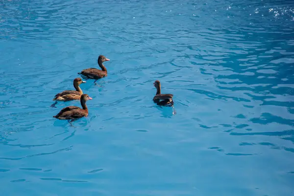 Patos nadando em uma piscina — Fotografia de Stock