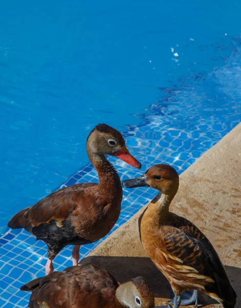 Pato em uma piscina — Fotografia de Stock