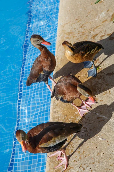 Engraçado pato grupo na piscina — Fotografia de Stock
